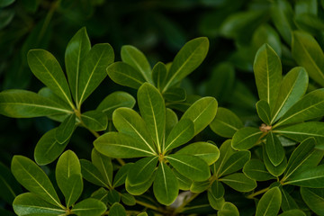 Tea leaf close-up, background.