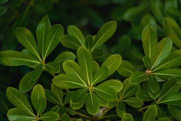 Fototapeta na wymiar Tea leaf close-up, background.