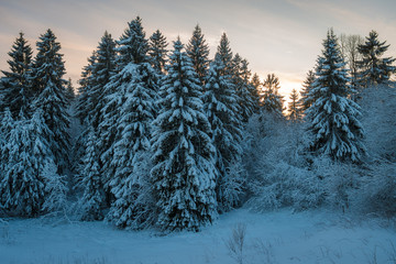 Sonnenuntergang im Winter Wald im Harz