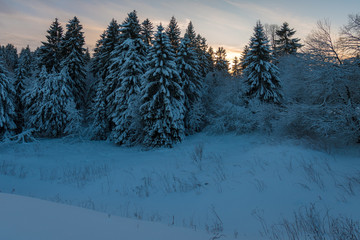 Sonnenuntergang im Winter Wald im Harz