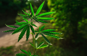  marijuana  background. bush cannabis.