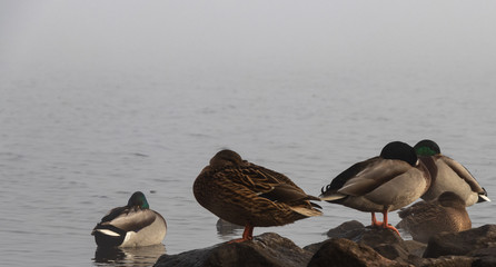 Naklejka premium background. fog. ducks sit by the river