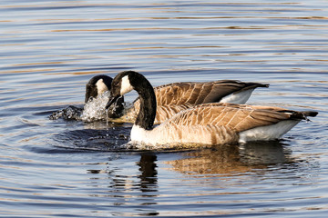 Canada Goose