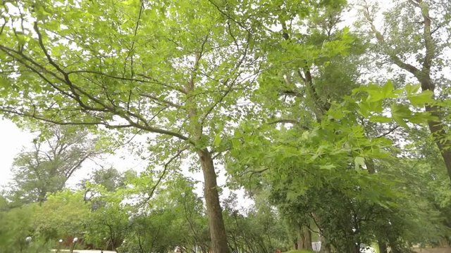 Big maple in the park, green big maple, Maple leaves sway in the wind