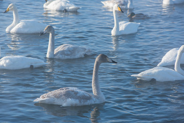 Beautiful white whooping swans swimming in the nonfreezing winter lake. The place of wintering of swans, Altay, Siberia, Russia.