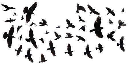Fototapeta na wymiar Flock of birds isolated