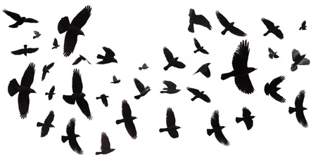 Zelfklevend Fotobehang Flock of birds isolated © Paul Maguire