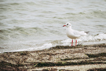 Mouette en bord de mer