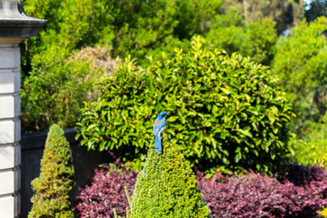 the blue bird entrance to the garden
