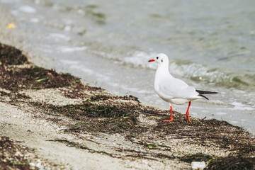 Mouette en bord de mer