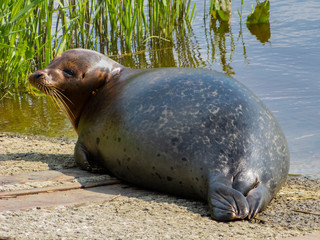 gray seal in the sun