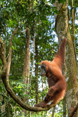 Sumatran Orang-utan - Pongo abelii, hominid primate from Sumatran forests, Indonesia.