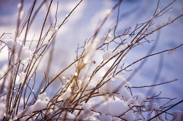blur winter background with snow on branches