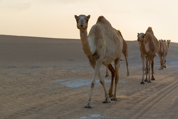 Row of camels walking a road at sunset in the desert artistic conversion
