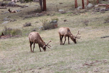 herd of deer