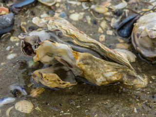 Oysters and shells on the beach