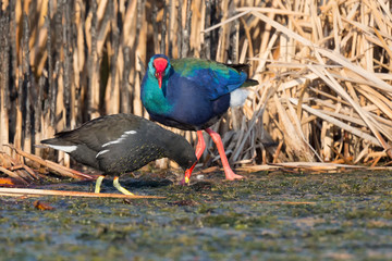 Common moorhen and Purple Swamphen walking in shallow water to search for food on cold morning