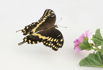 Butterfly Hovering over Flower