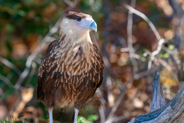 Crested Caracara Falcon also known as Mexican Eagle