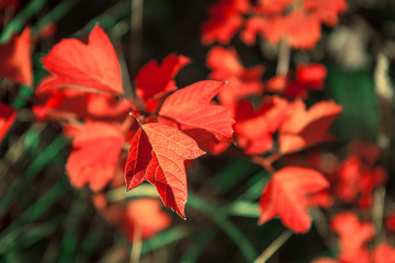 Beautiful autumn leaves. Bright sunny day. Red leaves bushes. Close-up.