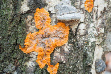phlebia radiata, wrinkled crust orange fungus on tree trunk. © aga7ta