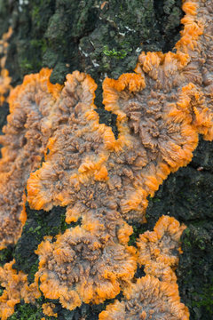 phlebia radiata, wrinkled crust orange fungus on tree trunk.