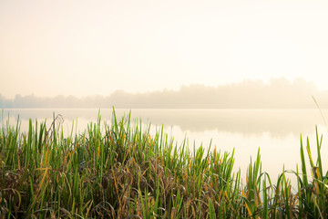Misty morning on the lake. Calm autumn landscape. Reed and water picture.