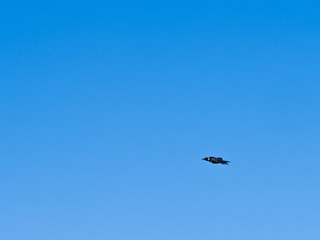 crow bird flying over blue sky