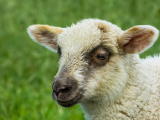 Young sheep in a meadow