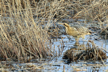 Eurasian Bittern