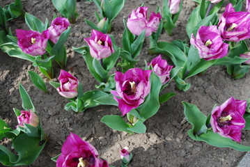 Tulip Carre (Triumph Group) grown in the park. Spring time in Netherlands.