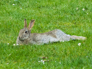 brown hare lies on the meadow