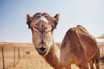 Foto op Canvas Nieuwsgierige kameel in woestijn © Chalabala