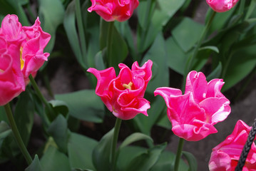Tulip Crown of Dynasty (Triumph Group) grown in the park. Spring time in Netherlands. 
