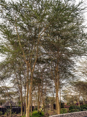 Acacias in the jungle of Kenya under a cloudy sky