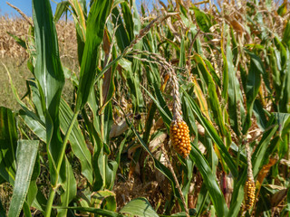 Genetically modified corn plants, mutation of corn. Male bloom wearing corn cob