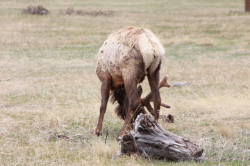 elk in field
