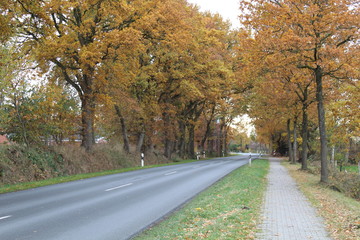Road in the autumn