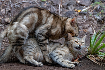 Cats mating close up