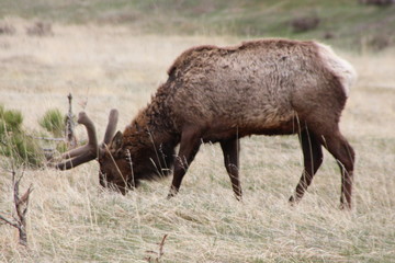 elk in yellowstone