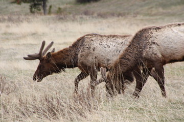 elk in field