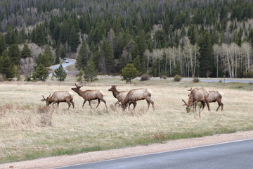 Obraz premium elk in field