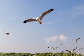 The herd of gulls is flying in the blue sky. Seagull migrated to the Gulf of Thailand during the winter at Bangpoo municipality, Samut Prakan province , Thailand.