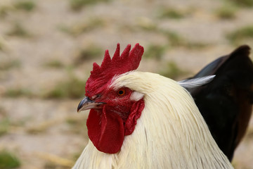 Weißer Hahn, Gallus deomesticus