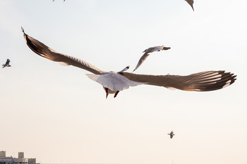 The herd of gulls is flying in the blue sky. Seagull migrated to the Gulf of Thailand during the winter at Bangpoo municipality, Samut Prakan province , Thailand.