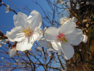 Almond blossom in Algarve, Portugal