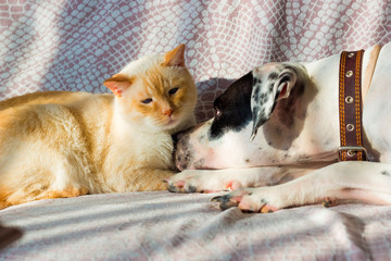 English pointer and the cat lie on the couch on a sunny day