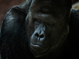 Portrait of male Gorilla, Silver backed Male Gorilla. © Lubos Chlubny