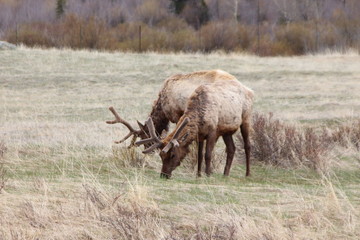elk in yellowstone national park