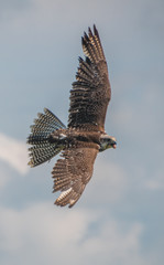 Falcon in flight
